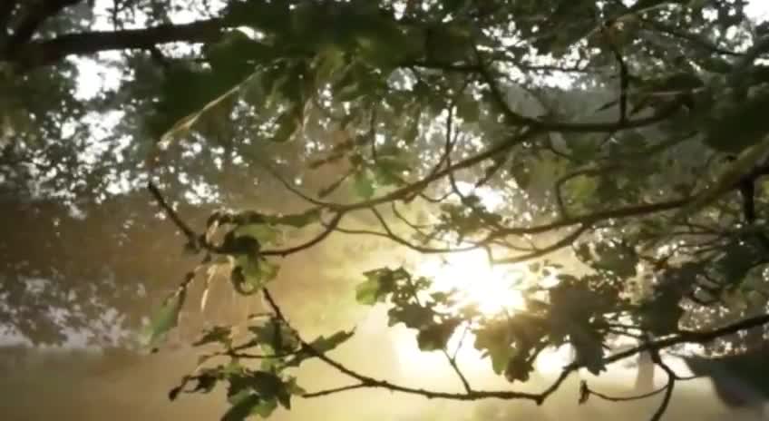 Watch and enjoy the view of the sunshine among the very beautiful tree branches