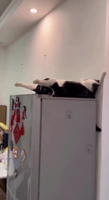 Cats will sleep anywhere