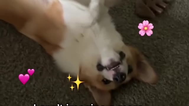 I mean! #corgi #dogsoftiktok #puppy #cornkid #itscorn