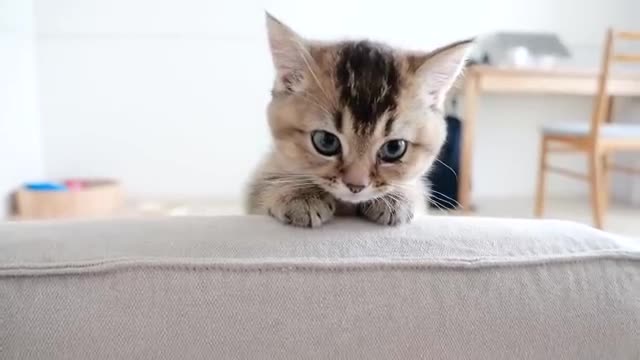 Kitten Kiki waiting for her owner's return is cute