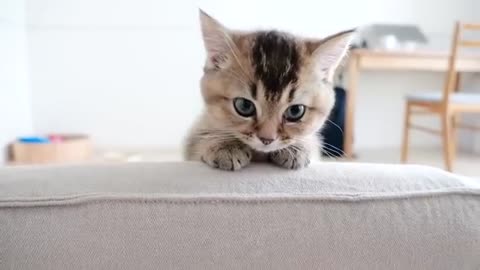 Kitten Kiki waiting for her owner's return is cute