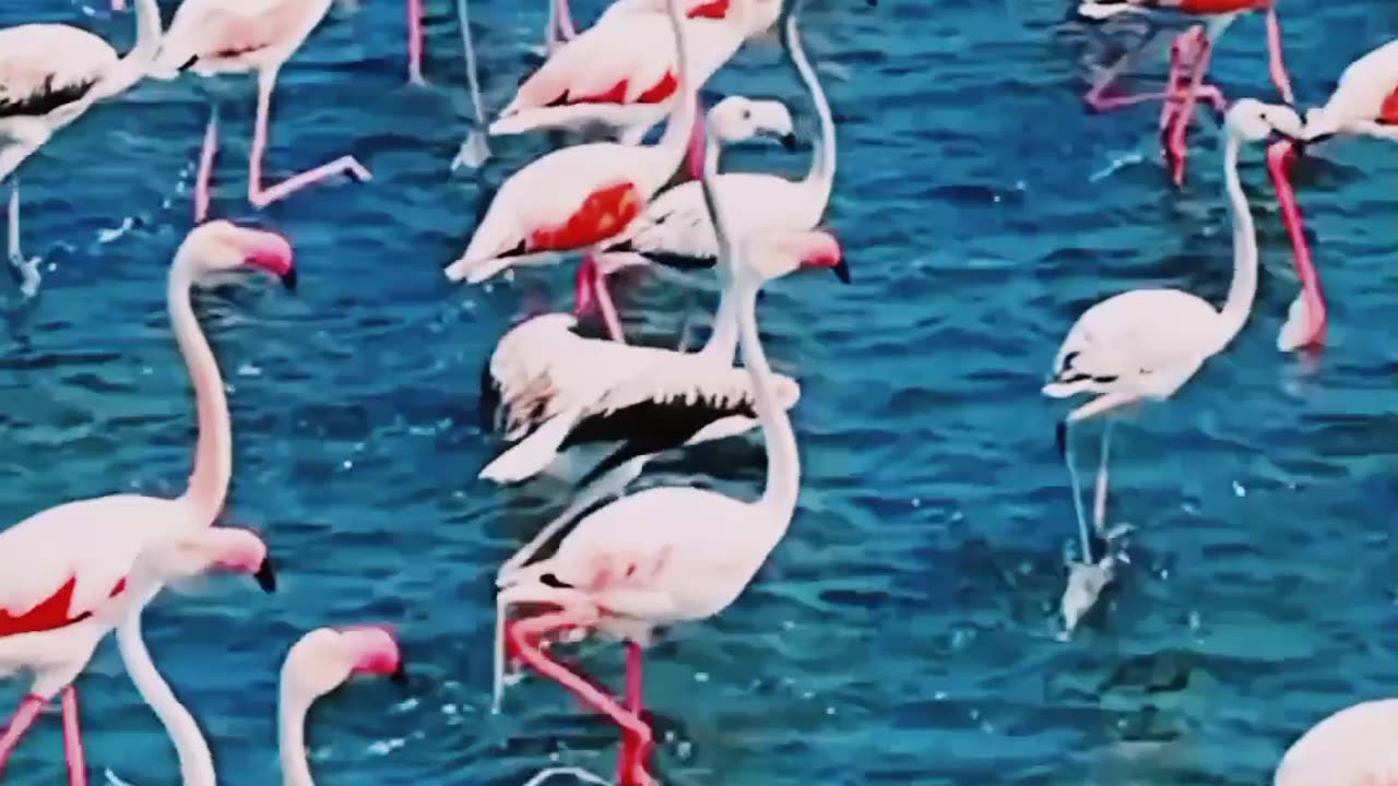 The birds joined the sea