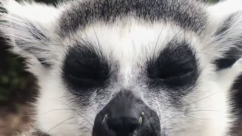 Female monkey ring-tailed lemur