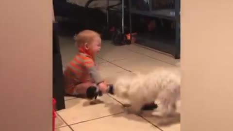 Dog's video and babies 😅🤣