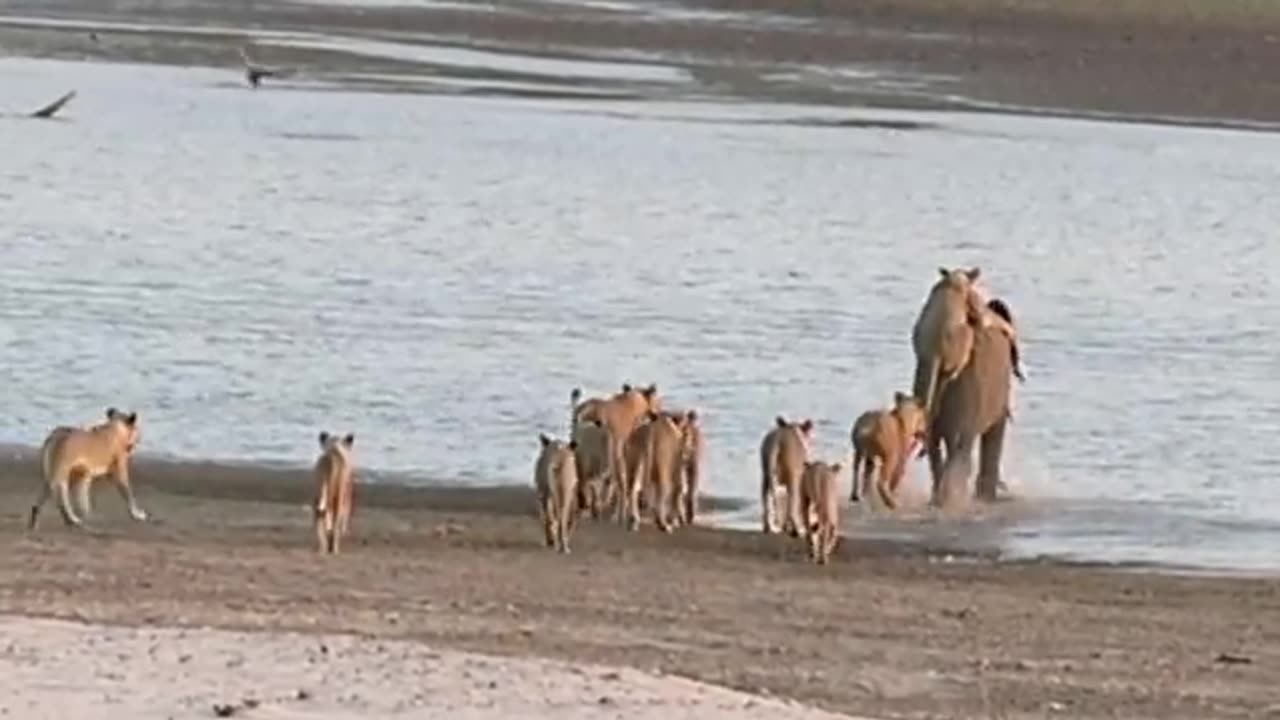 Young elephant survives attack by 14 Lions