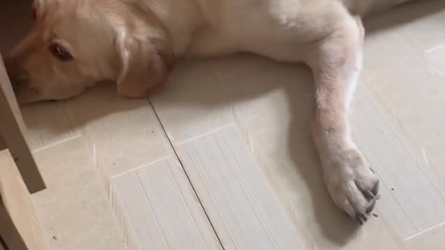 Pet dogs daily cute moments Pt.1