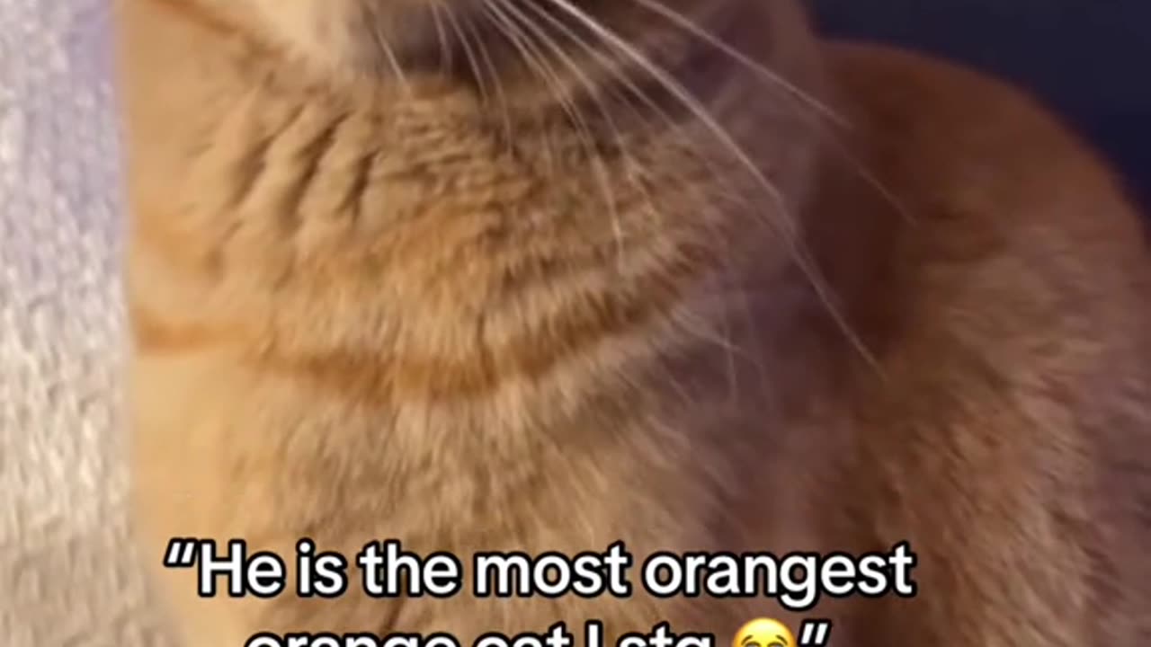 Funny Orange cat behaviors