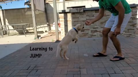 Labrador Puppy Learning and Performing Training Commands _ Dog Showing All Training Skills