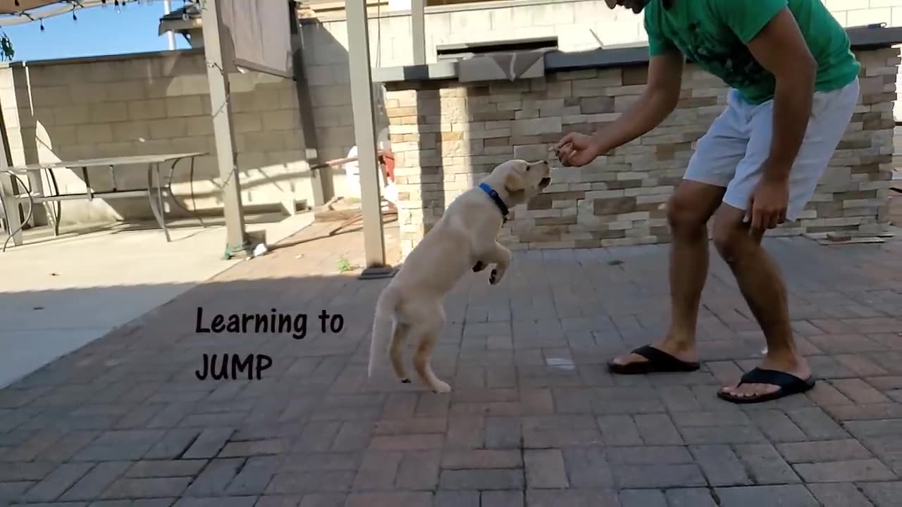 Labrador Puppy Learning and Performing Training Commands _ Dog Showing All Training Skills