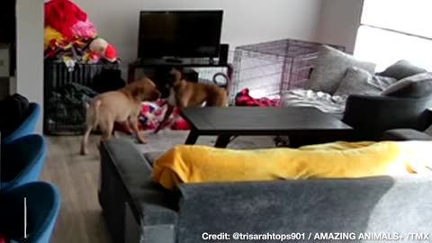 Dog Helps Younger BLIND Rescue Pup Play After Joining Family