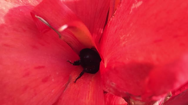 Bee gathers nectar