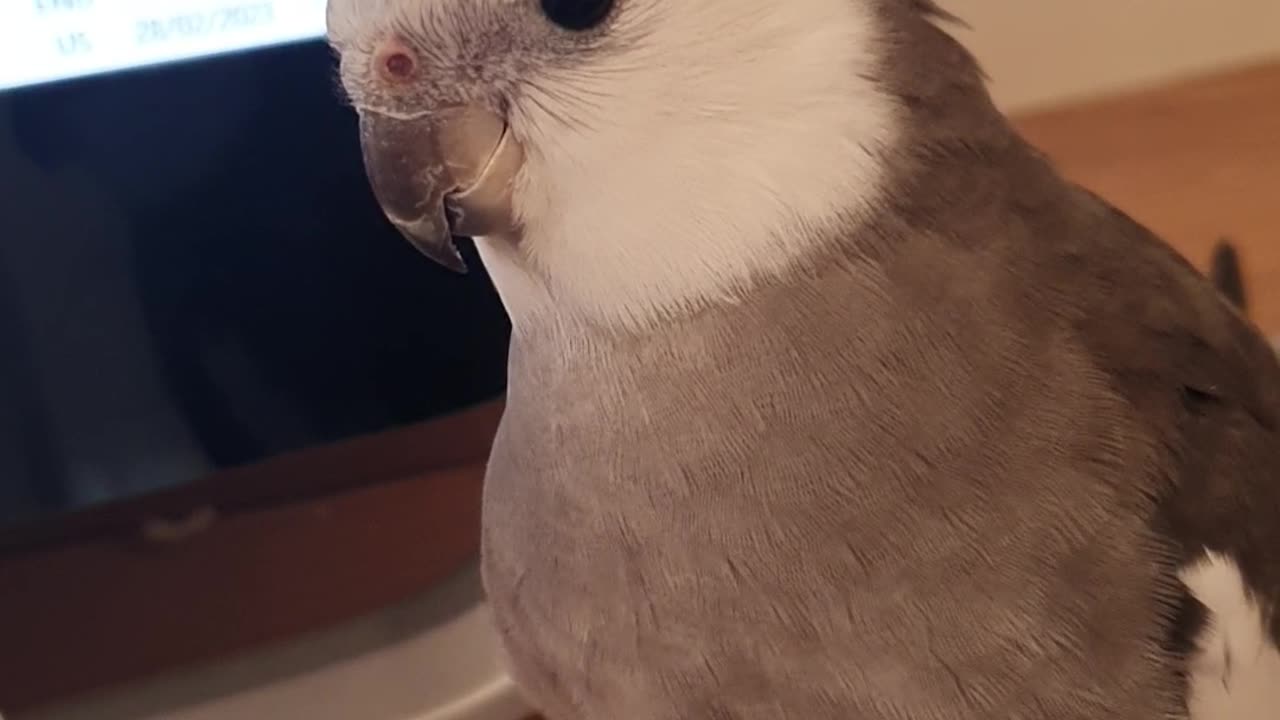 Funny bird hiding