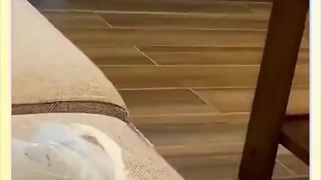 ragdoll