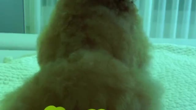 코 카 인 코코카인 엄마가추길래 나도 춰봄🐻 #미소아라 #foryou #애니멀톡 #틱톡애니멀 #pet