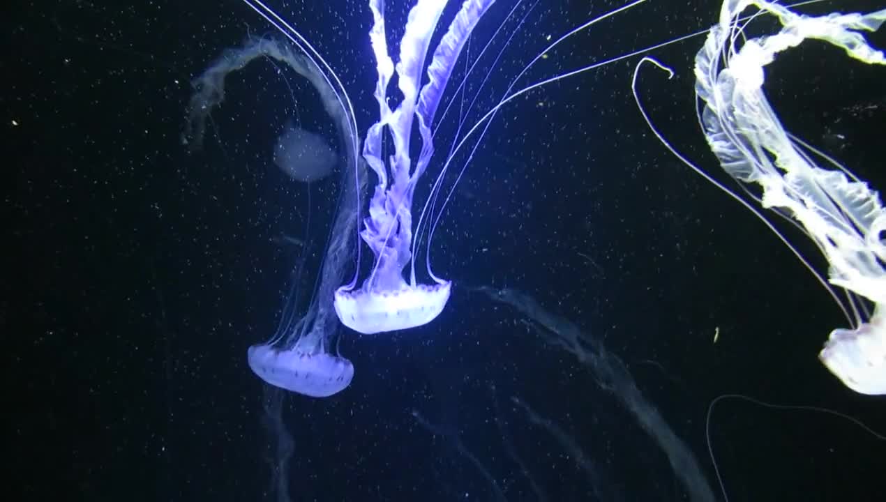 Jellyfish Jellyfishes Glide Water Underwater
