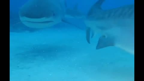 Tiger Shark ...face to face