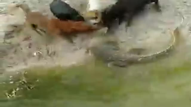 (NEW) Live action.. Large komodo vs Dogs