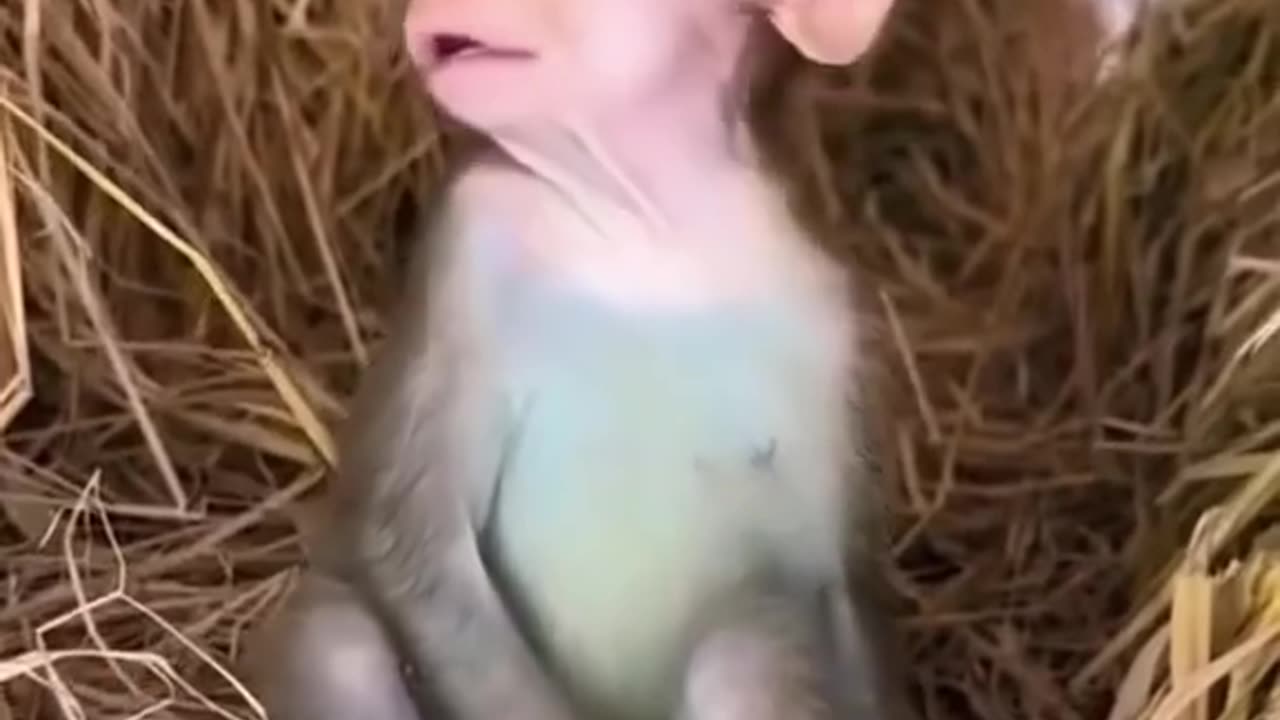 Funny monkey