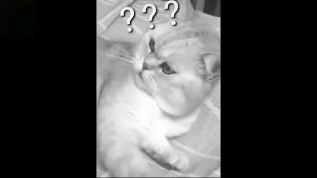 Best Funny Cat Videos