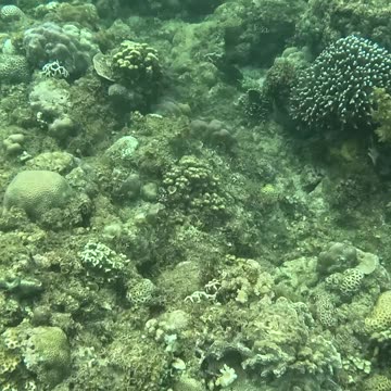 Beneath the Waves: Unveiling Once Islas' Underwater Wonders"