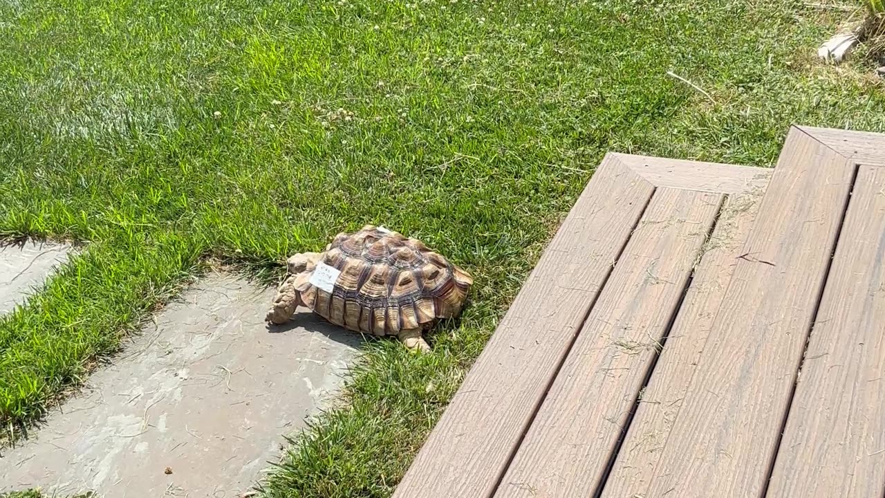 Tortoise Slides Down Stairs