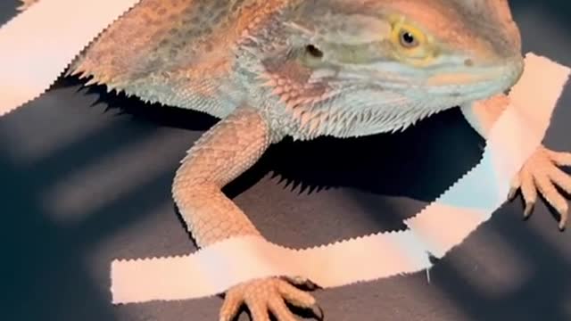Ever wondered how vet's take X-rays of small exotic patients?