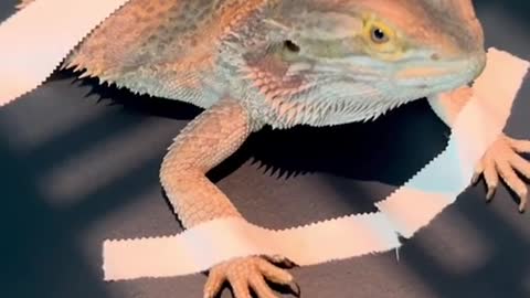Ever wondered how vet's take X-rays of small exotic patients?