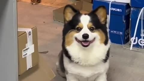 Do you like the puppy who only smiles at you