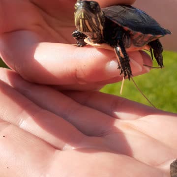 Baby Painted turtle