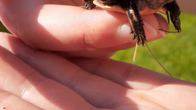 Baby Painted turtle