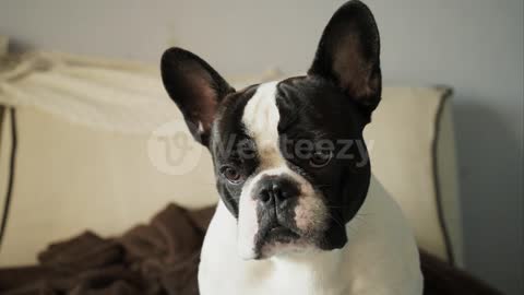 French bulldog looking closely at the camera Pro Video