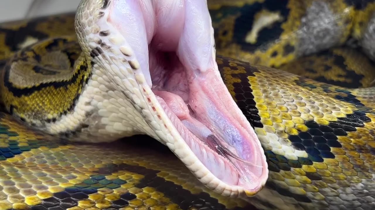 How Snack Yawn 🤯 #snack #animal #science