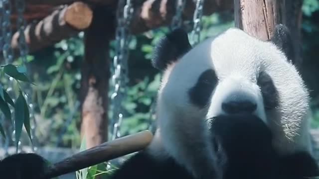 Fuxing the giant Panda