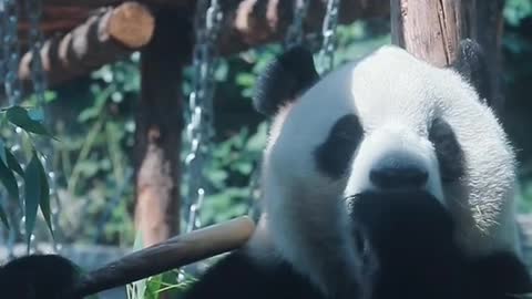 Fuxing the giant Panda