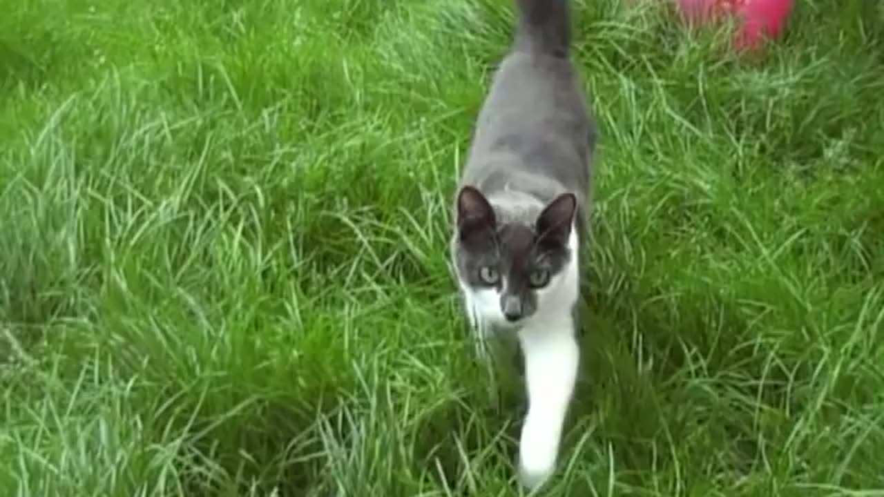See how pet Cat attack