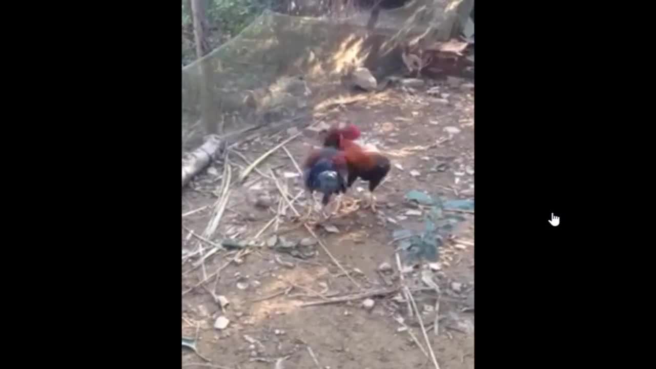 Smart rooster