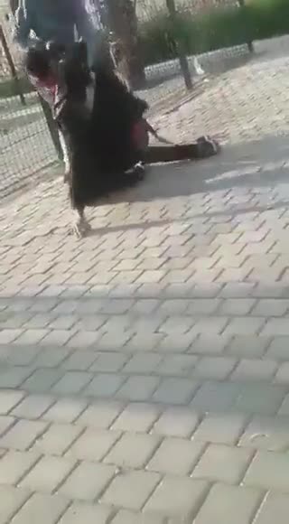 How to get bit by a dog