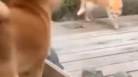 💞😆Cats and dogs fighting very funny😂__ Try not to laugh __#shorts