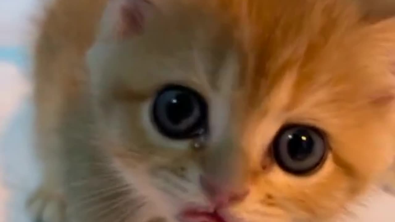 A Compilation of the Cutest Cats in Action"