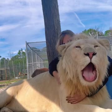 HUGE White Lion Love! CUTE