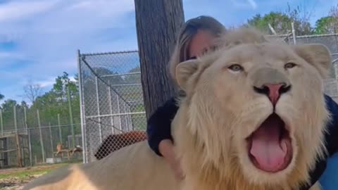 HUGE White Lion Love! CUTE