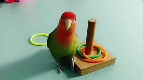 parrot parrot parrot parrot parrot