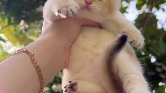 Cat lover