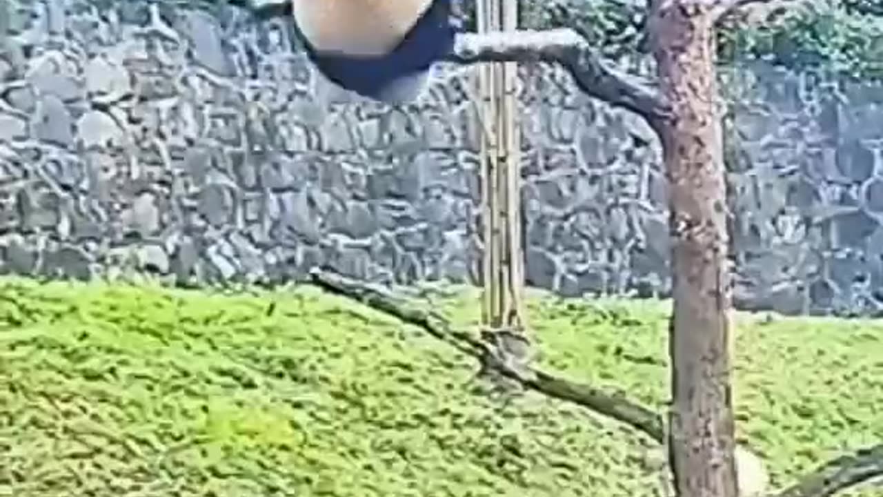 Panda panda falling down