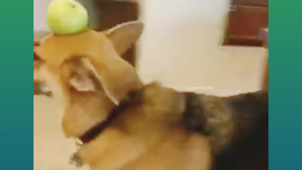 💚Best cat and dog video💚