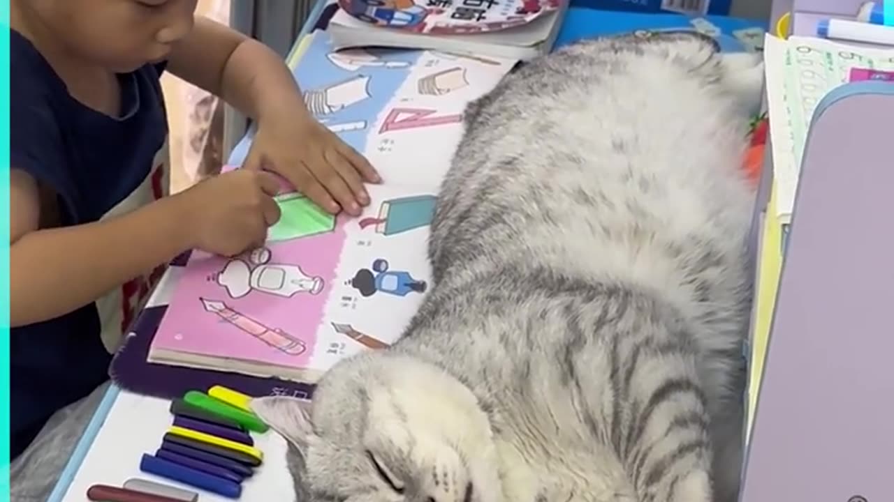 Huge cute cat disturbing the kid while studying- cuteness overloaded- very cute video