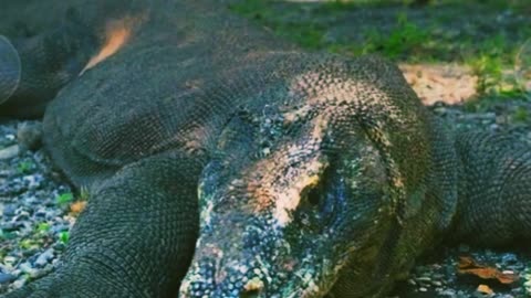 Komodo dragon