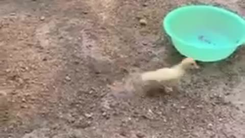 Yellow chicken