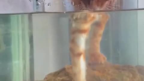 Funny animals.Funny cat.Animals.Pets