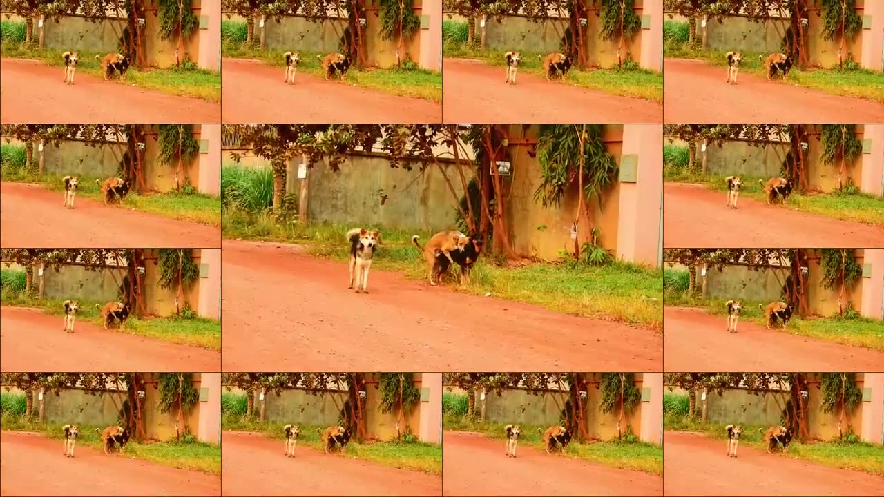 Countryside!! Labrador Retriever Playing Funny With Female Dog On Street......